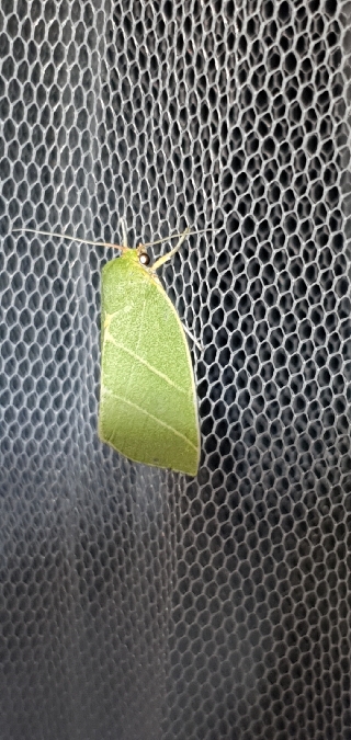 Bena bicolorana  - Melchior Viallet