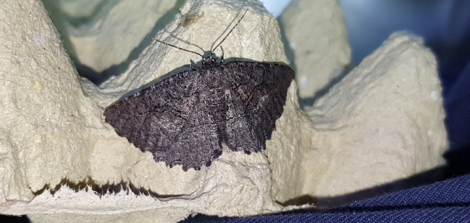 Nychiodes notarioi  - Melchior Viallet