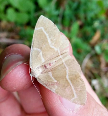 Hylaea fasciaria  - Thomas Lux