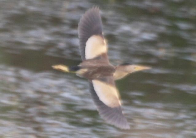 Blongios nain  - Adam Olszewski