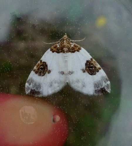 Plemyria rubiginata  - Thomas Lux