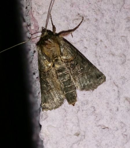 Abrostola tripartita  - Thomas Lux