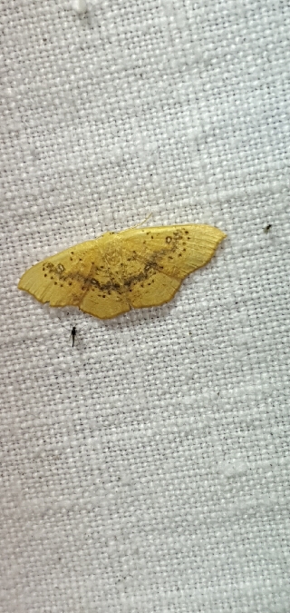 Cyclophora lennigiaria  - Melchior Viallet