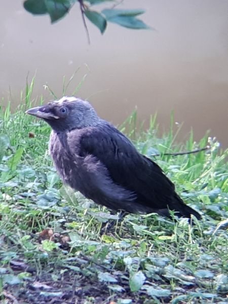 kawka  - Krzysztof Sokołowski