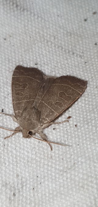 Ipimorpha subtusa  - Melchior Viallet