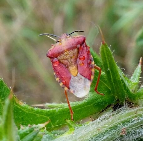 Carpocoris purpureipennis  - Thomas Lux