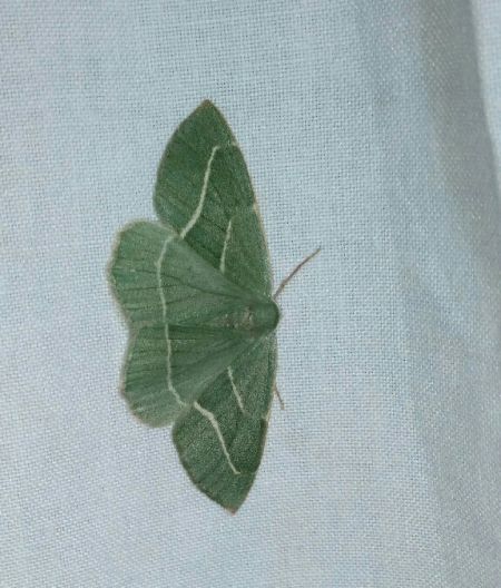 Hylaea fasciaria  - Thomas Lux