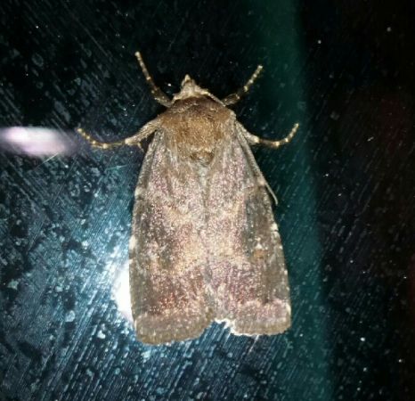 Rusina ferruginea  - Thomas Lux