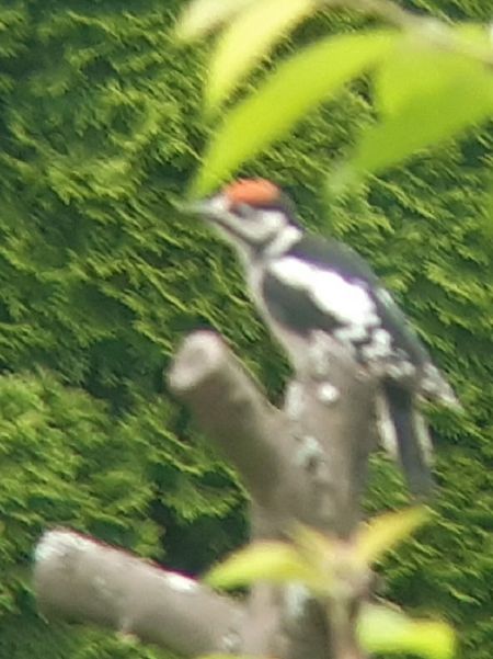 dzięcioł duży  - Krzysztof Sokołowski