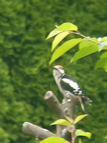 dzięcioł duży  - Krzysztof Sokołowski