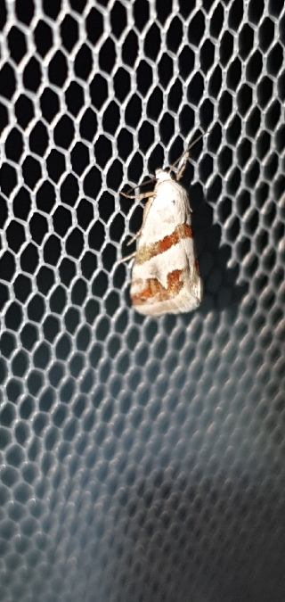Eublemma candidana  - Melchior Viallet
