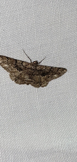 Peribatodes ilicaria  - Melchior Viallet