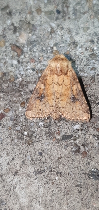 Atypha pulmonaris  - Melchior Viallet