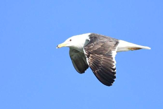 mewa żółtonoga  - Marcin Sołowiej