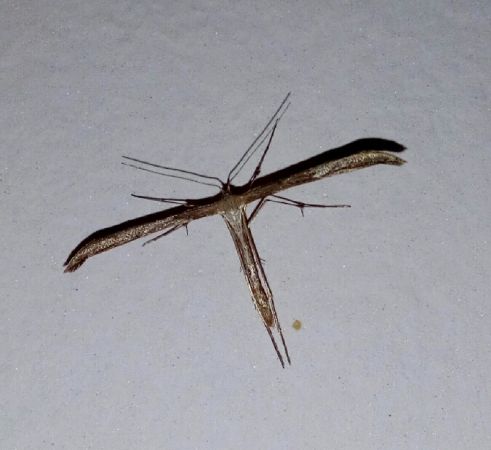 Emmelina monodactyla  - Thomas Lux
