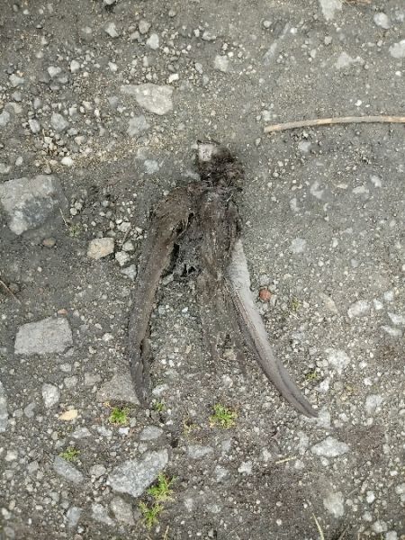 Mauersegler  - Rafał Walczybok