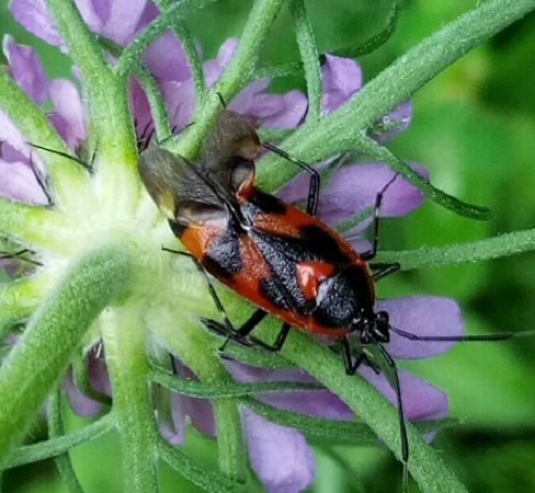 Deraeocoris trifasciatus  - Thomas Lux