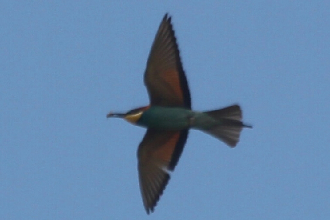 żołna  - Adam Olszewski