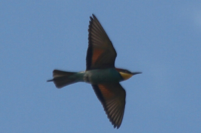 Guêpier d'Europe  - Adam Olszewski