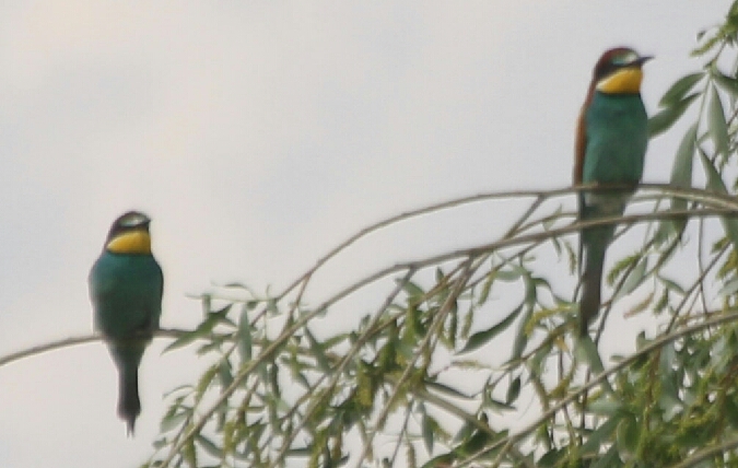 Bienenfresser  - Adam Olszewski