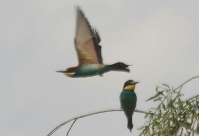 Guêpier d'Europe  - Adam Olszewski