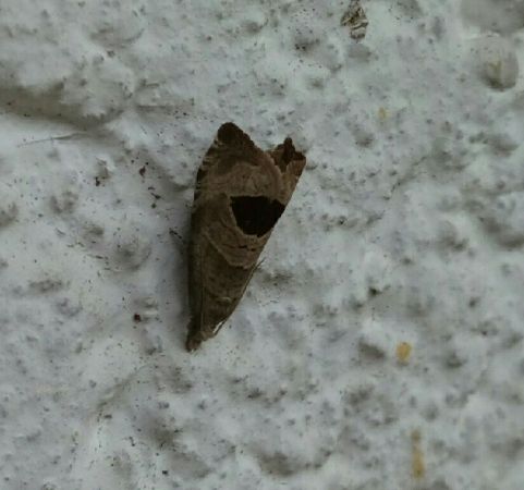 Notocelia uddmanniana  - Thomas Lux