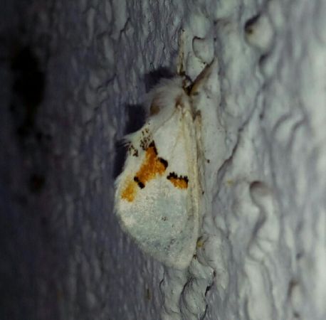 Bicolor  - Thomas Lux