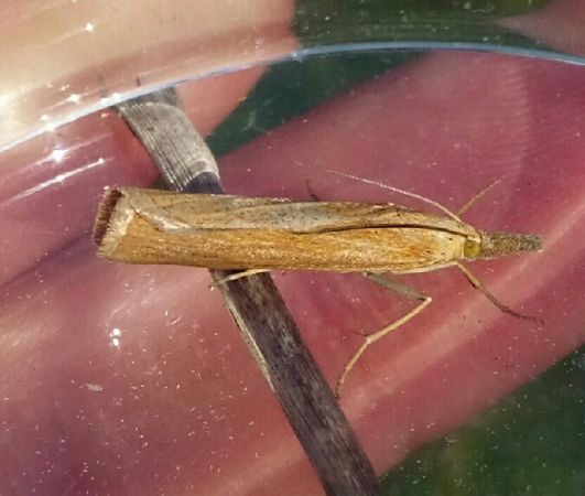 Pediasia luteella  - Thomas Lux