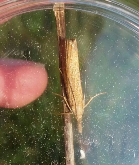 Pediasia luteella  - Thomas Lux