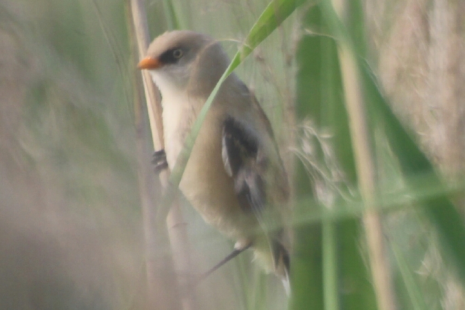 wąsatka  - Adam Olszewski