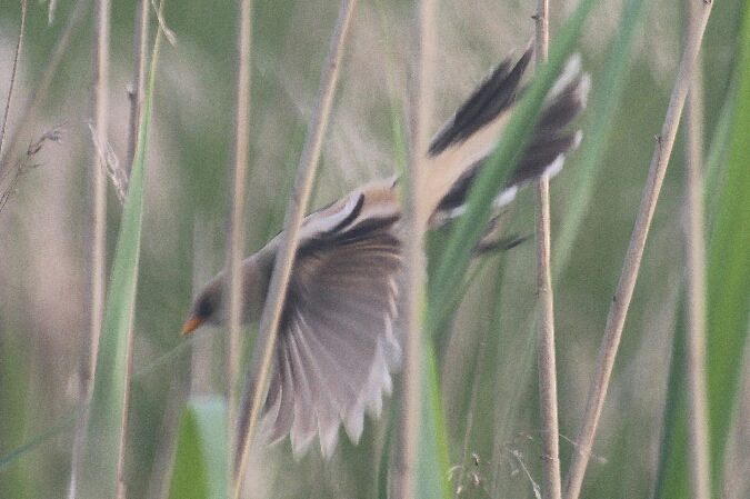 wąsatka  - Adam Olszewski