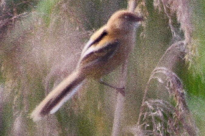 wąsatka  - Adam Olszewski