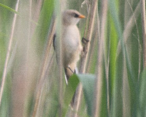 wąsatka  - Adam Olszewski