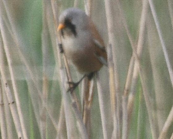 wąsatka  - Adam Olszewski