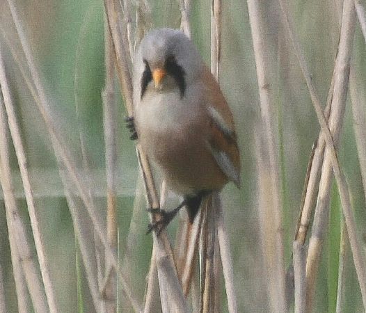 wąsatka  - Adam Olszewski