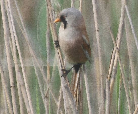 wąsatka  - Adam Olszewski