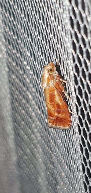Rhyacionia buoliana  - Melchior Viallet