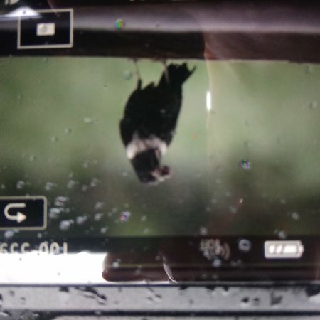 Merle à plastron  - Monika Broniszewska