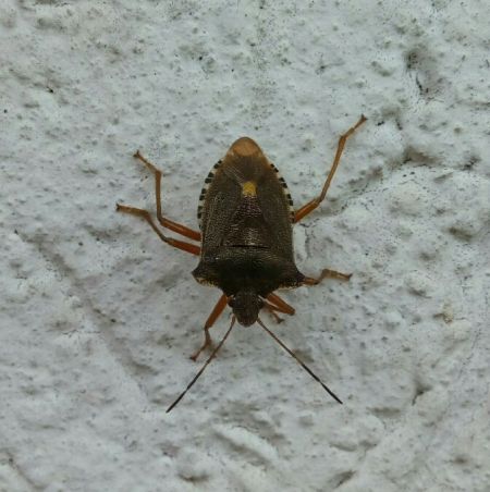 Pentatoma rufipes  - Thomas Lux