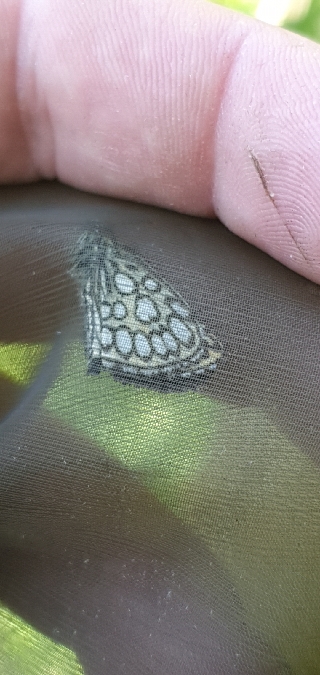 Miroir  - Melchior Viallet