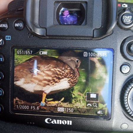 Canard mandarin  - Michał Polakowski