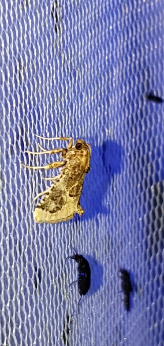 Ulotricha egregialis  - Melchior Viallet