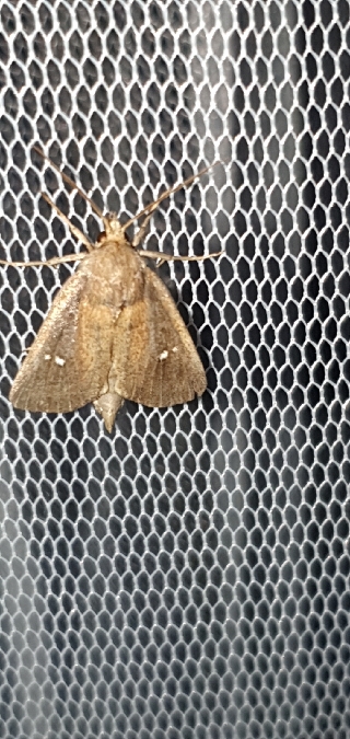 Lenisa geminipuncta  - Melchior Viallet