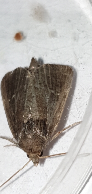 Lenisa geminipuncta  - Melchior Viallet