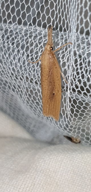 Chilo phragmitella  - Melchior Viallet