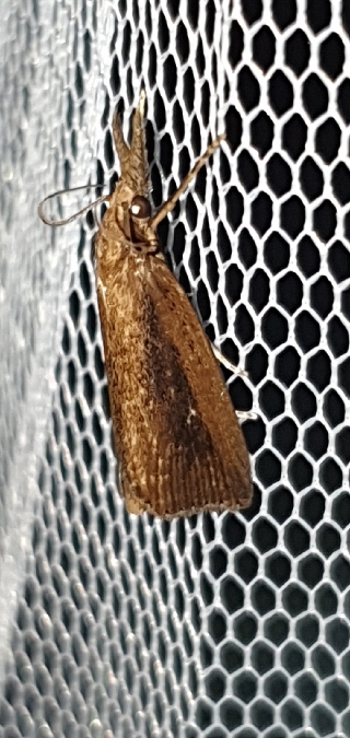 Chilo phragmitella  - Melchior Viallet