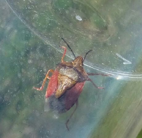 Carpocoris purpureipennis  - Thomas Lux