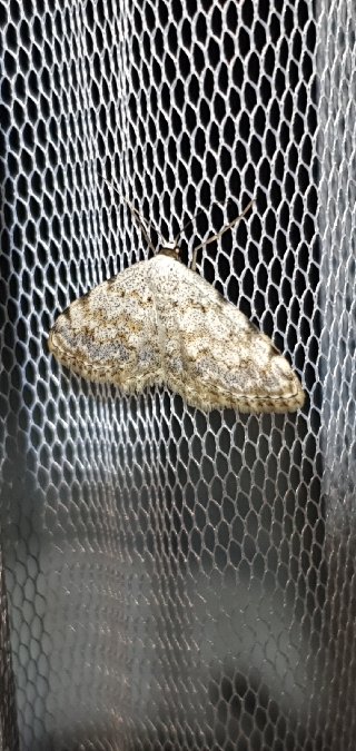 Scopula submutata  - Melchior Viallet