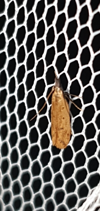 Dichomeris acuminatus  - Melchior Viallet