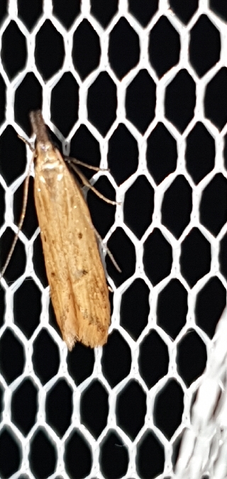 Dichomeris acuminatus  - Melchior Viallet